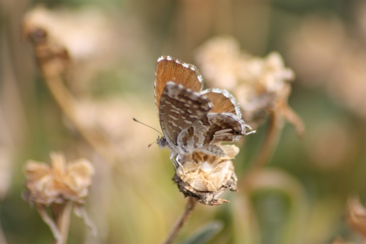 Farfalle da ID